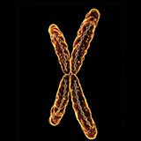  Chromosome 