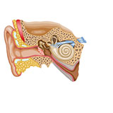  Cochlea 