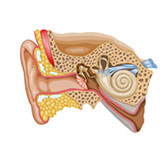  Eardrum 