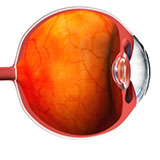  Eye Ball 