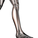  Fibula 
