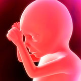  Foetus 