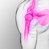  Humerus 