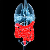  Intestine 