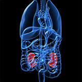  Kidneys 