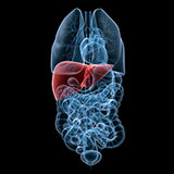  Liver 