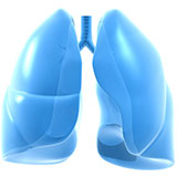  Lungs 