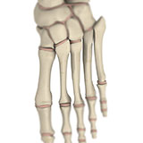  Metatarsal 