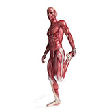  Muscles 