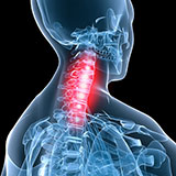  Neck 
