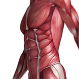  Obliques 
