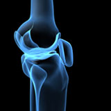  Patella 