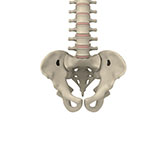  Pelvis 