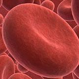  Red Blood Cell 