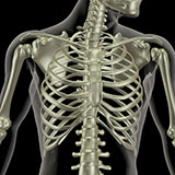  Rib Cage 