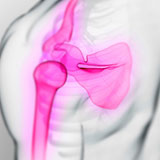  Scapula 