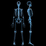  Skeleton 