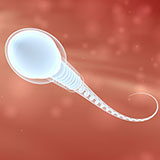  Sperm 