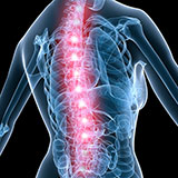  Spine 