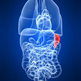 Spleen 