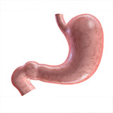  Stomach 