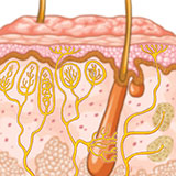  Sweat Glands 