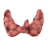  Thyroid 