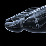  Toe Bone 
