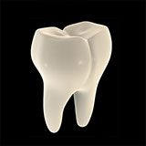  Tooth 
