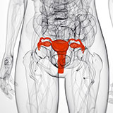  Uterus 