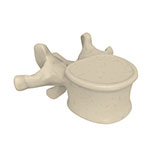  Vertebrae 