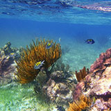  Coral Reef 