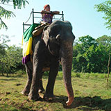  Elephant Ride 