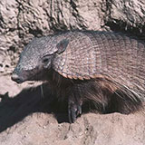 Armadillo 