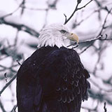  Bald Eagle 