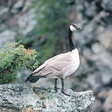  Canada Goose 