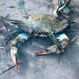  Crab 