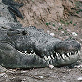  Crocodile 