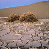  Desert 