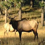  Elk 