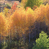  Fall 