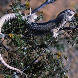  Iguana 