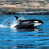  Killer Whale 