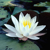  Lily 