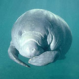  Manatee 