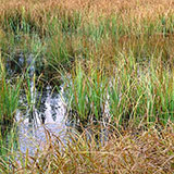  Marsh 
