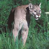  Mountain Lion 