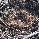  Nest 