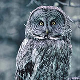  Owl 