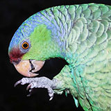  Parrot 